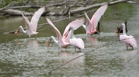 Rosy Roseate Spoonbills Rio Grande Valley Chapter