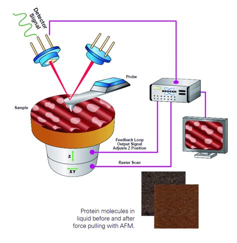 Schematic Of The Atomic Force Microscope Afm Afm Microscopes Bruker