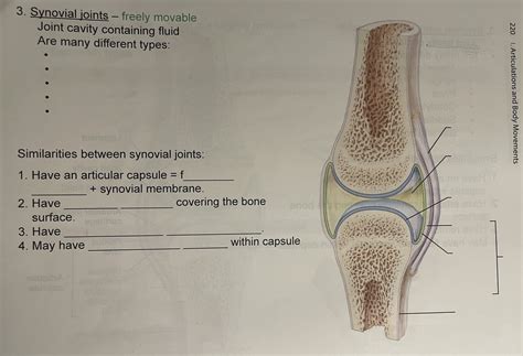 I Label Synovial Joint Parts And Facts Diagram Quizlet