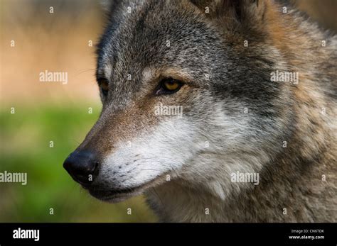 Close Up On The Eyes And Muzzle Of A Grey Wolf Canis Lupus At The