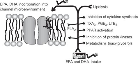 Schematic Representation Of The Effects Of Eicosapentaenoic Acid Epa