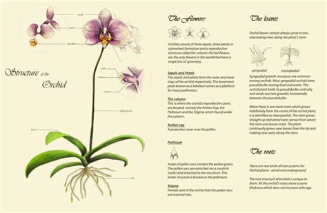 ลักษณะของกล้วยไม้ Structure Of The Orchids