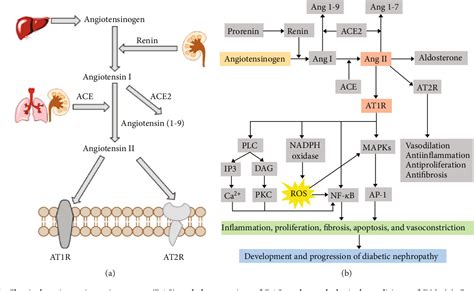 Figure From The Interplay Of Renin Angiotensin System And Toll Like