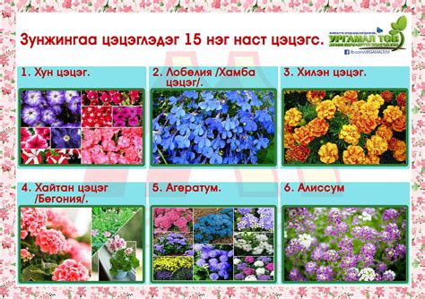Зунжингаа цэцэглэдэг 15 нэг наст цэцэгс. - Экстра Ургамал Төв