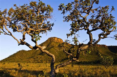 Principais Características Do Bioma Cerrado - Cerrado - Características do bioma terrestre, localização e importância