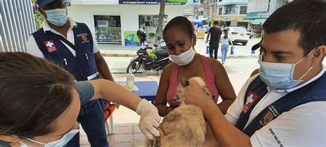 Animales de compañía serán vacunados este sábado contra la rabia