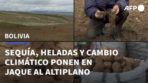 El Altiplano De Bolivia En Jaque Por Sequ A Helada Y Cambio Clim Tico