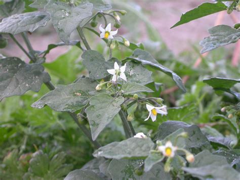 Solanum Nigrum Solanaceae Image At Phytoimages Siu Edu