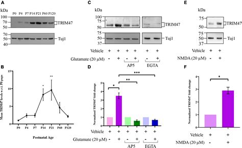 Frontiers Activity Regulated E Ubiquitin Ligase Trim Modulates