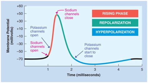 Action Potential Flashcards Quizlet