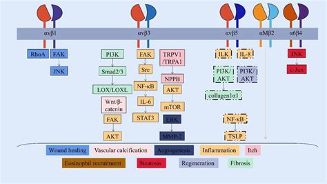 Figure 3 From The Multiple Roles Of Periostin In Non Neoplastic Disease