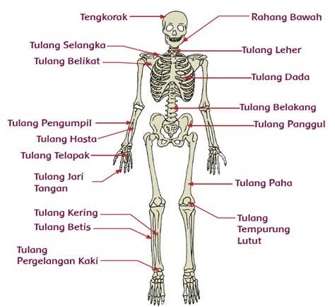 Menjelaskan Alat Gerak Dan Fungsinya Pada Manusia Mikirbae