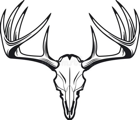 Deer Skull Of Whitetail Buck Vector Illustration