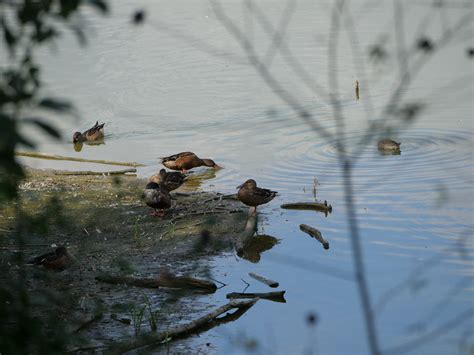 P Canards Souchets Rupes Rupes Flickr