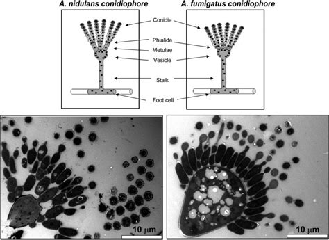 Conidiophores Of Aspergillus Nidulans And Aspergillus Fumigatus Download Scientific Diagram