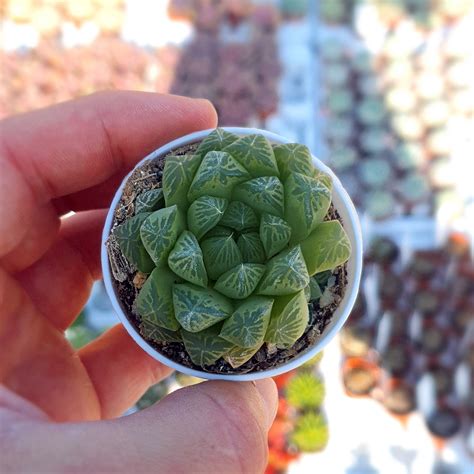 HAWORTHIA COOPERI