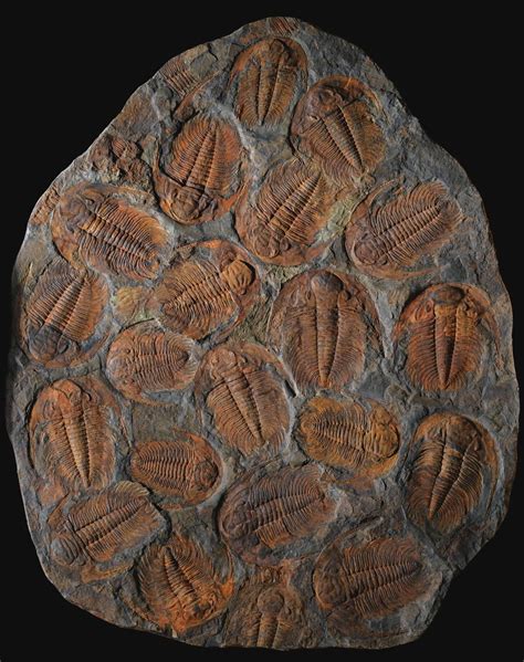 Cambrian Trilobites Acadoparadoxides Briareus From The Middle