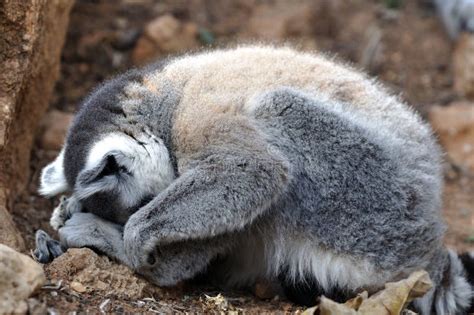 Sleepy lemur stock image. Image of animal, lemur, rest - 10481367