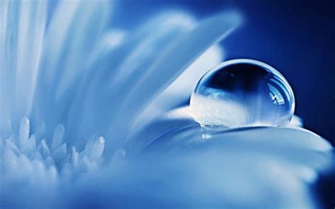 A Water Drop On The White Petals Of The Flower