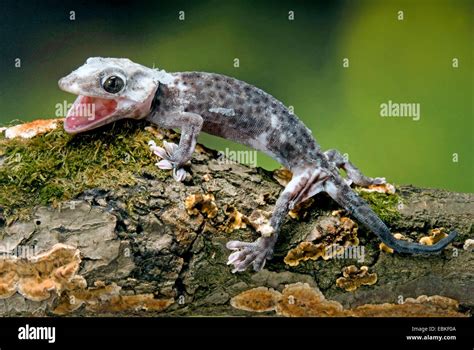 Gecko Tokay Tokee Gekko Gecko Gecko Gecko Race Pied Granite Photo