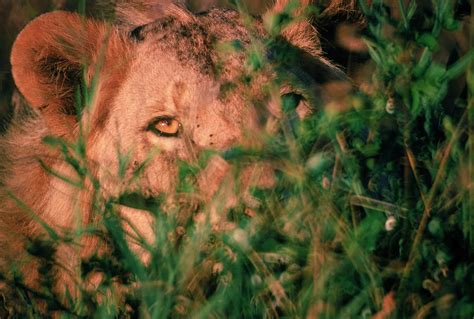 Lion Behind Bush Kenya Photograph By Robert Caputo Pixels