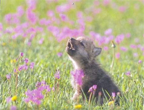 Baby Insanity Wolf Memes Imgflip