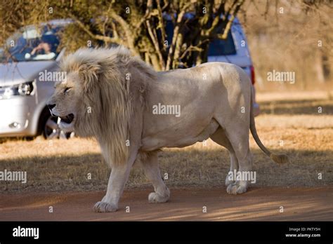 Lion Park In Johannesburg In South Africa Stock Photo Alamy