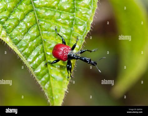 Female Giraffe Weevil Hi Res Stock Photography And Images Alamy