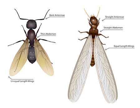 Termite Swarmers The Difference Between Swarmers Flying Ants