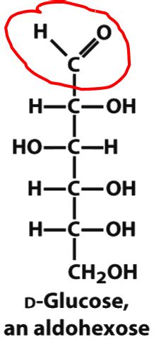 Biology 186 Biological Molecules Flashcards Quizlet