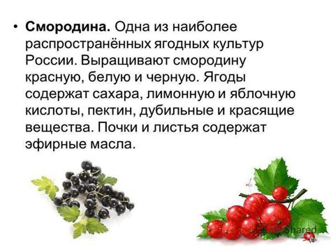 Свежие плоды - презентация онлайн