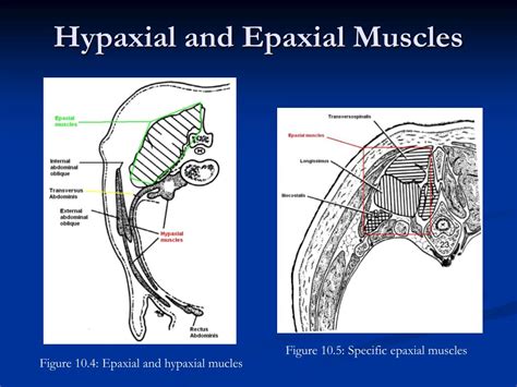 PPT - Comparative Anatomy Muscles PowerPoint Presentation, free download - ID:610374