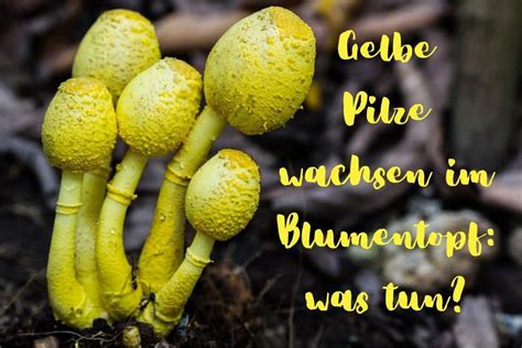 Gelbe Pilze Wachsen Im Blumentopf Was Tun