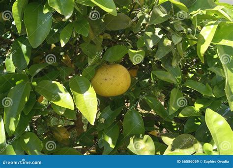 Albero Del Frutteto Del Pompelmo Immagine Stock Immagine Di