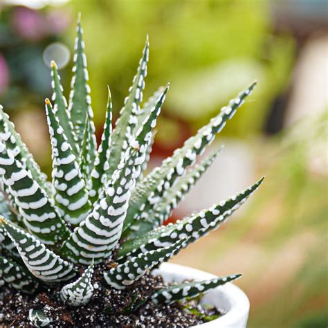 Haworthia fasciata Alba 12cm Sklep z roślinami CocaFlora