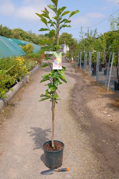 Magnolia Burgundy Star From Burncoose Nurseries