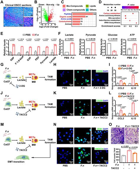 F Nucleatum Induced Lactate Production Of Oscc Cells Is Required For