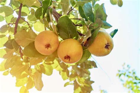 Growing Salal For Food And Beauty In Your Home Garden