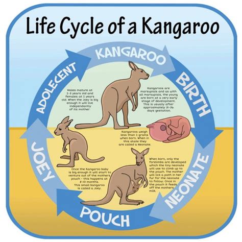 Kangaroo Life Cycle