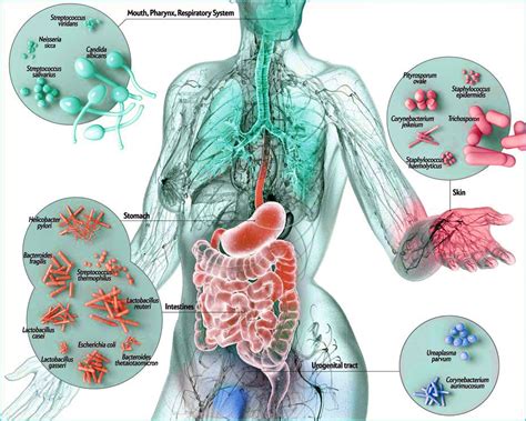 microbiome-body | Nutrition Review