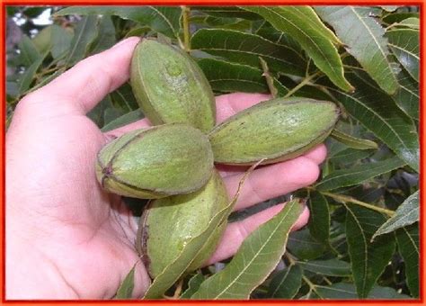 Pecan Tree Care Information On Caring For Your Pecan Trees