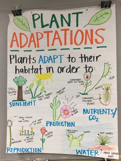 Adaptation In Plants Class 4 Worksheets