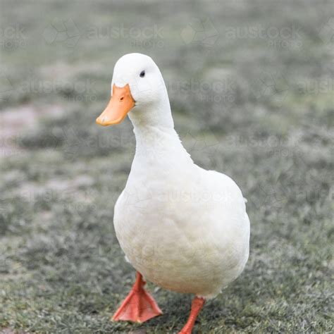 Image of white duck with ornge beak - Austockphoto