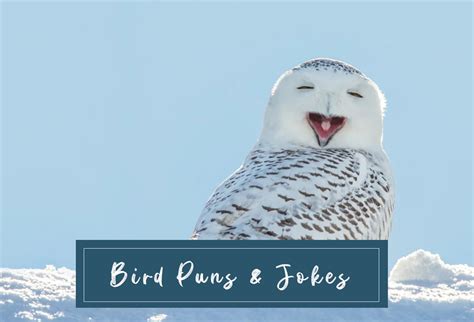 150 Bird Puns That Make You Belly Laugh Hi Miss Puff