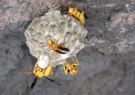 14 Common Wasps Hornets In Texas ID Guide Bird Watching HQ