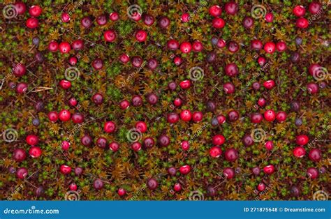 Red Cranberries On Moss Stock Photo Image Of Flora 271875648
