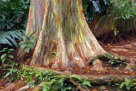 Eucalipto Arco Íris A Natureza em Tons Surpreendentes Rainbow