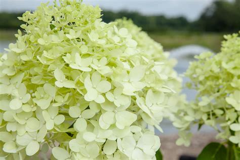 Limelight Hydrangea Tree For Sale Buy Hydrangea Tree Perfect Plants