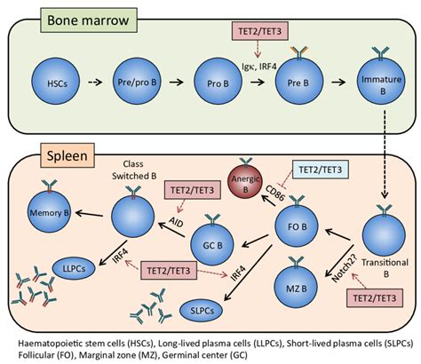 Tet2 Tet3 Action Points In B Cell Biology Ten Eleven Translocation