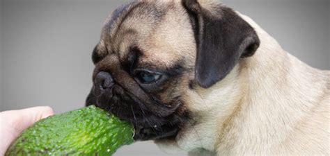 Can Dogs Eat Avocado? Is Avo Bad for Dogs? - PetsTime